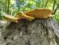 Sárga gévagomba (Laetiporus sulphureus), Vértes. Szűk pórusú, sárga, csöves termőréteg